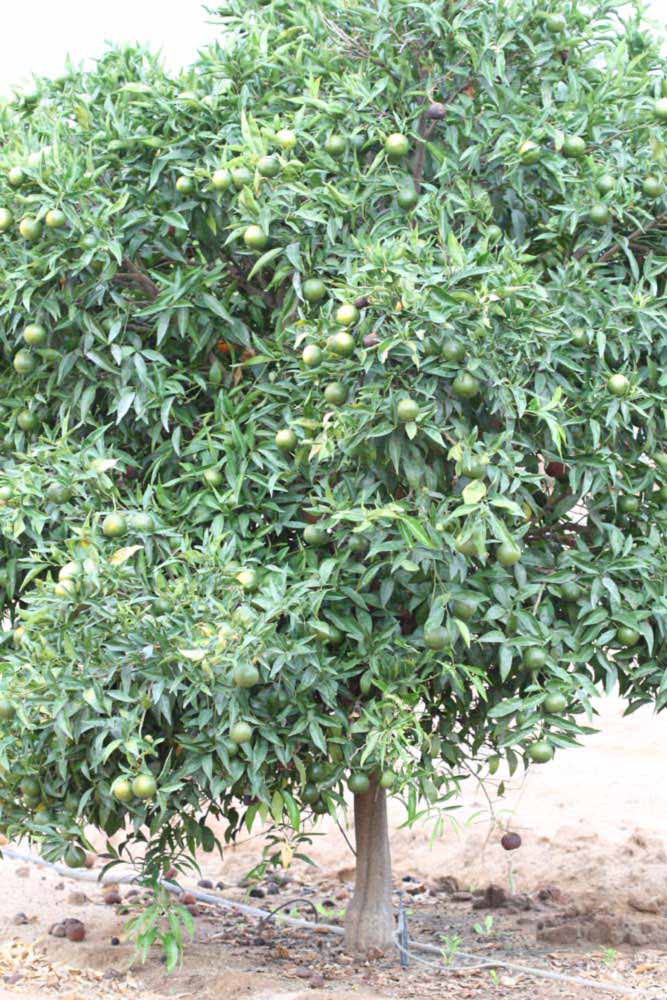            Habit (Riverside, CA)   